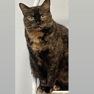 Lost Cat Bella