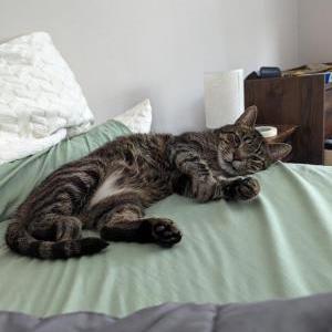 Lost Cat Soup