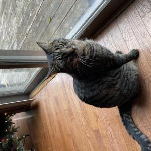 Lost Cat Molly
