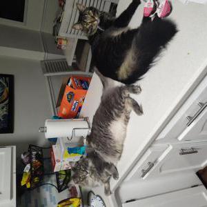 Lost Cat Grey
