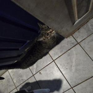 Lost Cat Pebbles