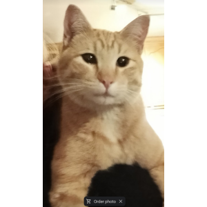 Lost Cat Ricky Roo