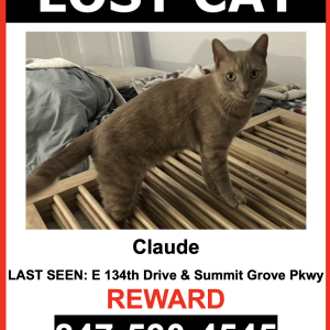 Lost Cat Claude