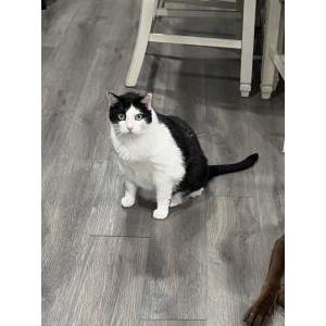 Lost Cat Spookley