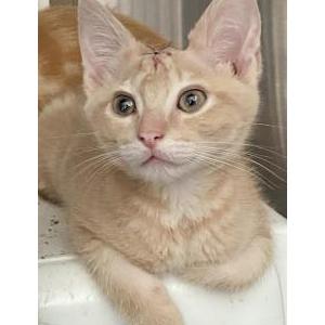 Lost Cat Kenobi