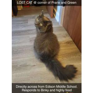 Lost Cat Binky