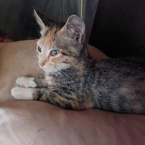 Lost Cat Tiggy