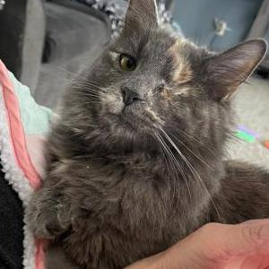 Lost Cat Marbella