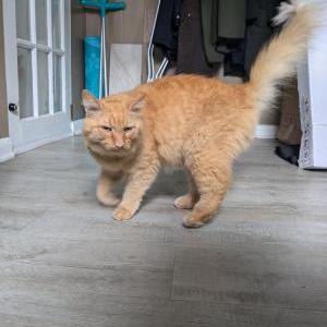 Found Cat Unknown