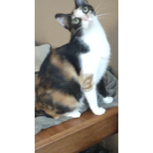 Lost Cat Cleo