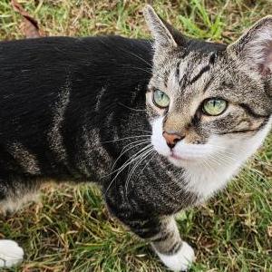 Found Cat Unkown