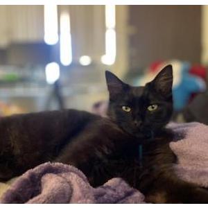 Lost Cat zira