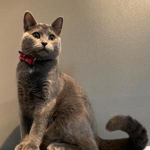 Lost Cat Dax