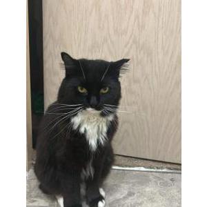Lost Cat Ma