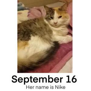 Lost Cat Nike