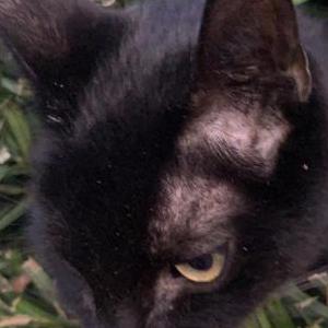 Found Cat Unknown