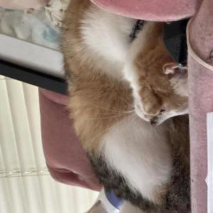 Image of Juno, Lost Cat