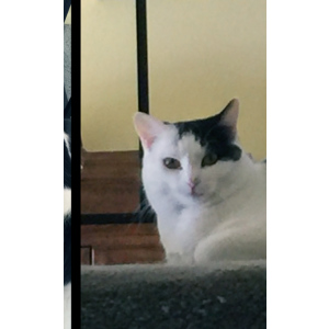 Lost Cat Loca