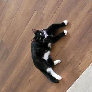 Lost Cat Delilah