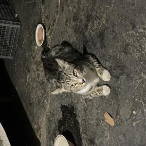 Lost Cat Jerry