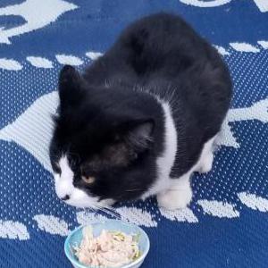 Found Cat unknown