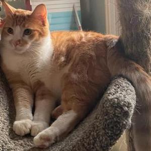 Lost Cat Toby