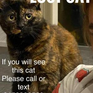 Lost Cat Rainy