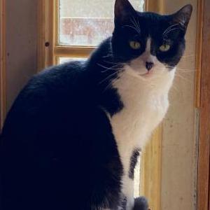 Lost Cat DOT