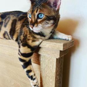 Lost Cat Corbin