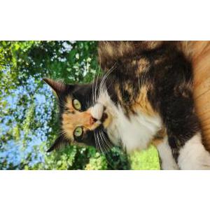 Lost Cat Cali