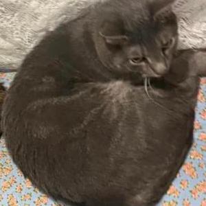 Lost Cat Pickle