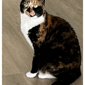 Lost Cat Dela