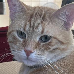 Lost Cat Charlie