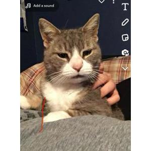 Lost Cat Athena