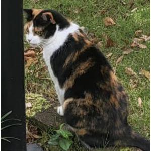 Lost Cat Oedi