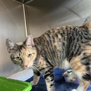 Found Cat Unknown