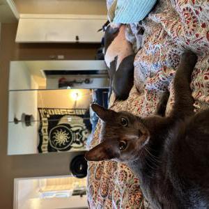 Lost Cat John Muir