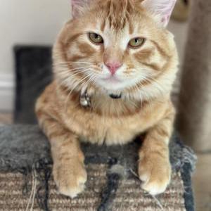 Lost Cat Tofu