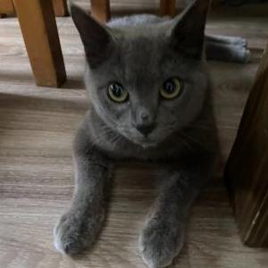 Lost Cat Stormi