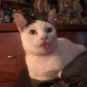 Image of Scribble, Lost Cat