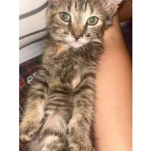 Lost Cat Spencerr