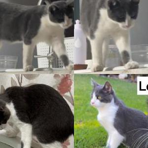 Lost Cat Sonny