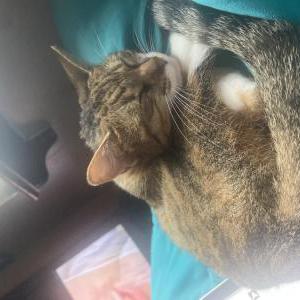 Lost Cat Gabi