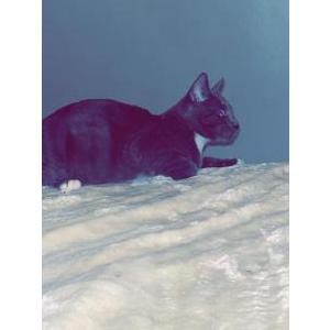 Lost Cat Luna