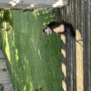 Lost Cat Lila