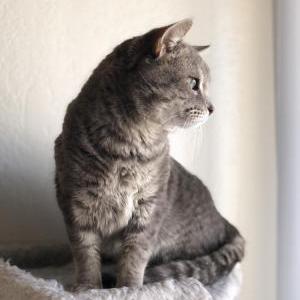 Lost Cat Bob