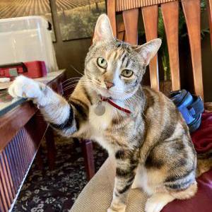 Lost Cat Kalani