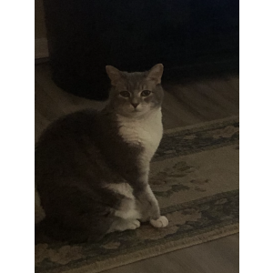 Lost Cat Chloe