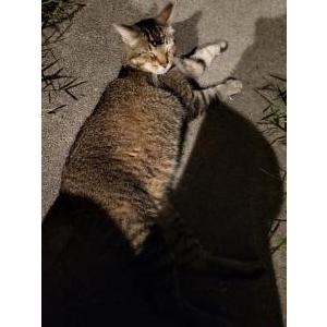 Lost Cat Yoda