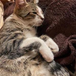 Found Cat Unknown